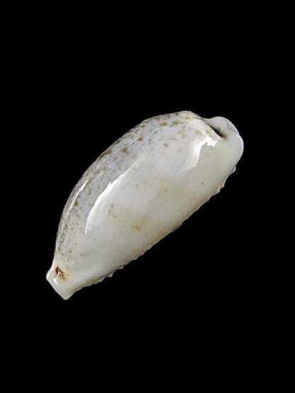 Eclogavena quadrimaculata thielei 21 mm Gem-23611