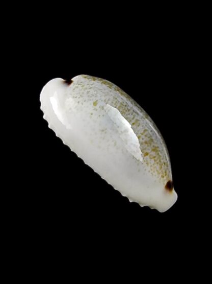 Eclogavena quadrimaculata thielei 21 mm Gem-23612