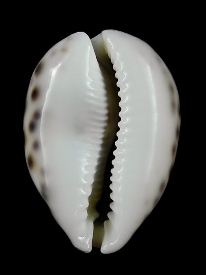 Cypraea tigris "DWARF" 53,5 mm Gem-23763