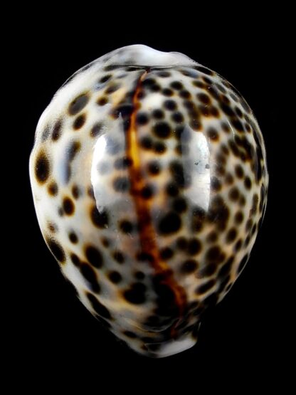 Cypraea tigris "DWARF" 54,2 mm Gem-23783