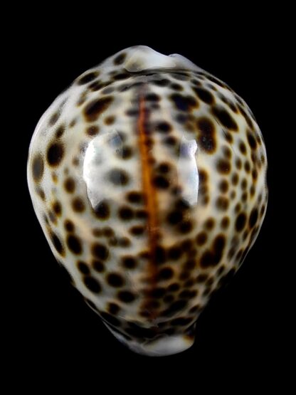 Cypraea tigris "DWARF" 56,8 mm Gem-23803