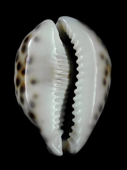 Cypraea tigris "DWARF" 56,8 mm Gem-23804