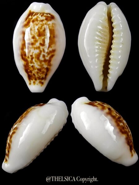 Eclogavena coxeni coxeni 22,1 mm Gem-0