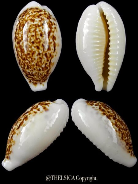 Eclogavena coxeni coxeni "giant" 28,8 mm Gem-0