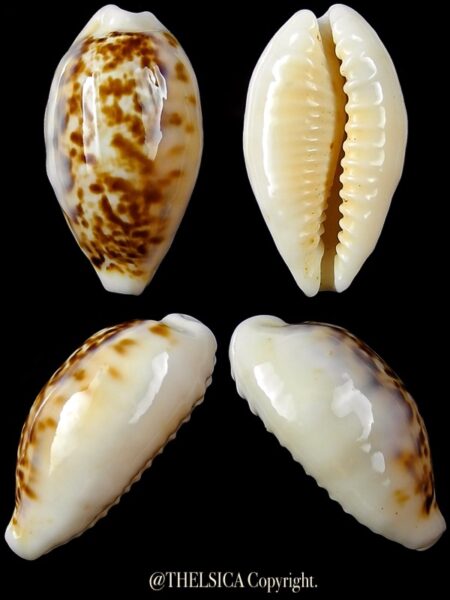Eclogavena coxeni coxeni 24,6 mm Gem-0