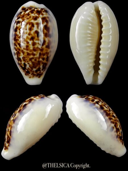 Eclogavena coxeni coxeni 26,4 mm Gem-0