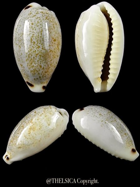 Eclogavena quadrimaculata thielei 21,3 mm Gem-0