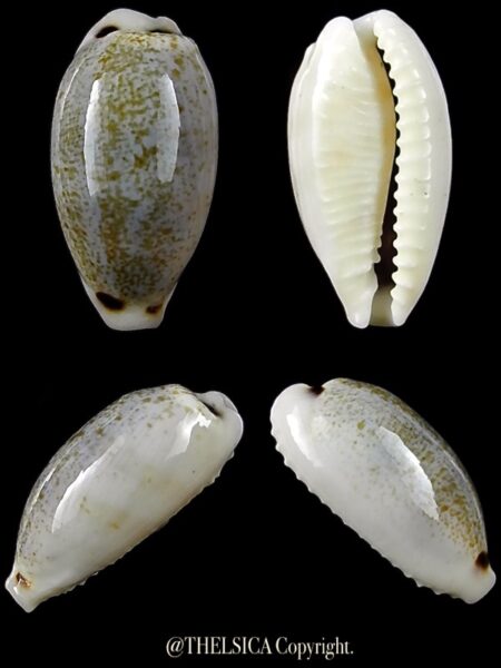 Eclogavena quadrimaculata thielei 21 mm Gem-0