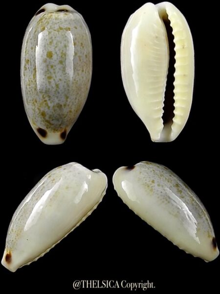 Eclogavena quadrimaculata thielei 22,4 mm Gem-0
