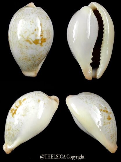 Erronea Cyp subviridis dorsalis 35,8 mm Gem-0