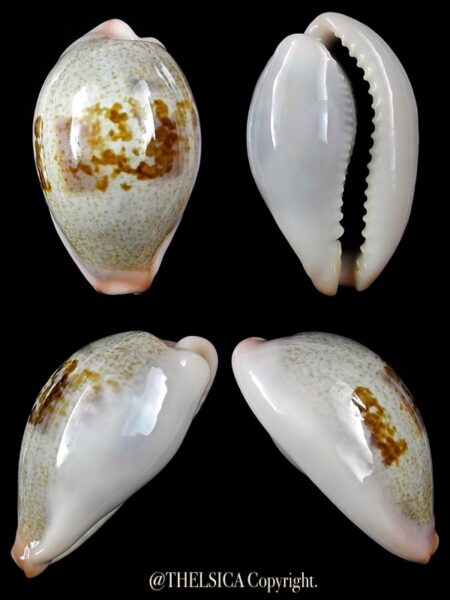 Erronea Cyp subviridis dorsalis 36,3 mm Gem-0