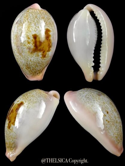 Erronea Cyp subviridis dorsalis 33,4 mm Gem-0