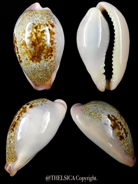 Erronea Cyp subviridis dorsalis 33,3 mm Gem-0