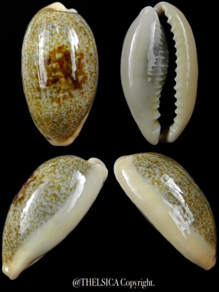 Erronea errones coxi " Very big size" 38,3 mm Gem-0