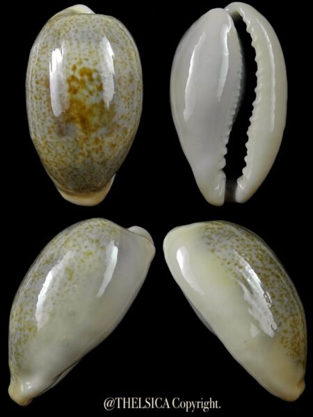 Erronea errones coxi " Very Big Size " 38,4 mm Gem-0