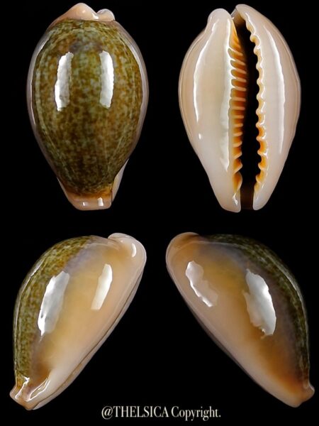 Erronea ovum chrysostoma 29,8 mm Gem-0
