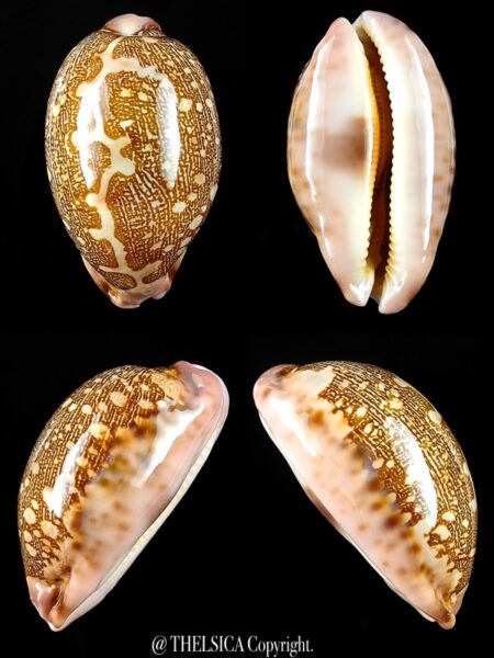 Leporicypraea mappa viridis guamensis " Very Small size " 54,3 mm Gem-0