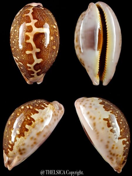 Leporicypraea mappa viridis montrouzieri 64,6 mm Gem-0