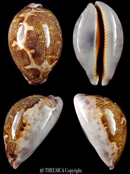 Leporicypraea mappa viridis 72,6 mm Gem-0