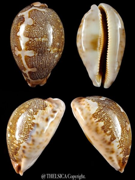 Leporicypraea mappa viridis 66,1 mm Gem-0