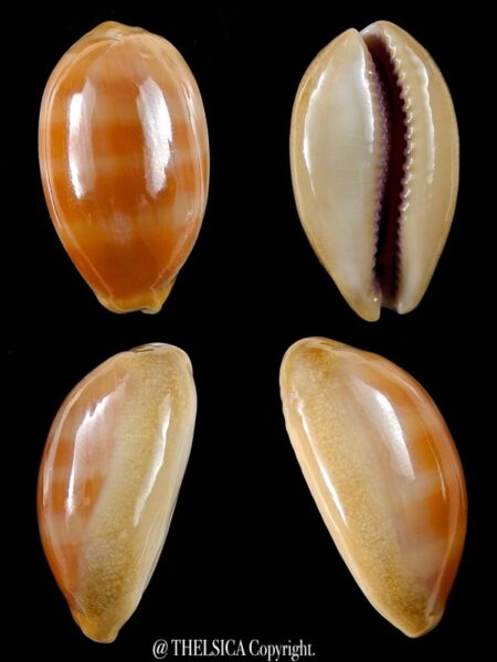 Lyncina leviathan 37,1 mm Gem-0
