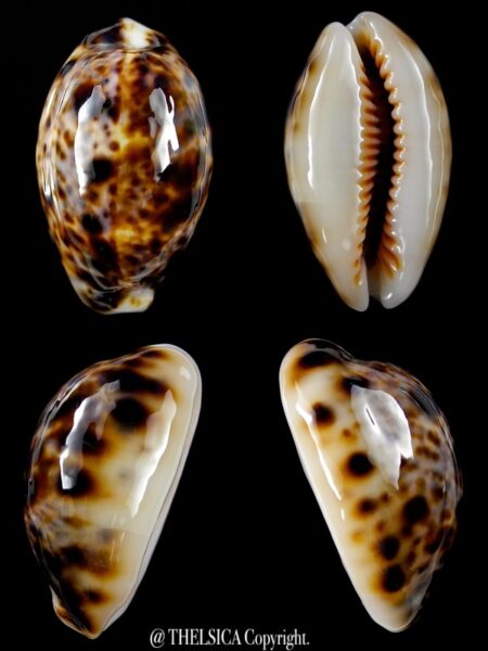 Lyncina lynx... Rostrate... 35,4 mm Gem-0