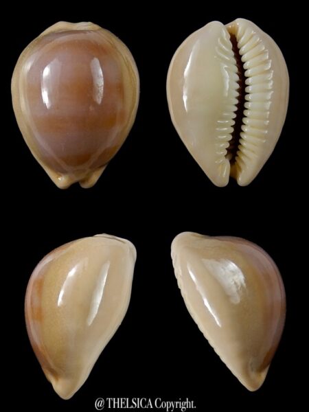 Lyncina sulcidentata .. DWARF... 25,1 mm Gem-0