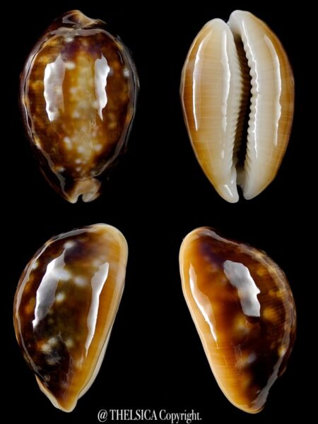 Lyncina vitellus orcina ..DWARF Niger Rostrate... 33,9 mm Gem-0