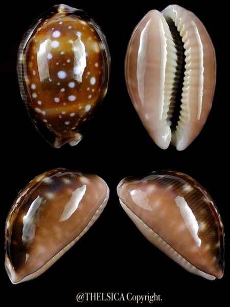 Lyncina vitellus orcina 31,2 mm Gem-0
