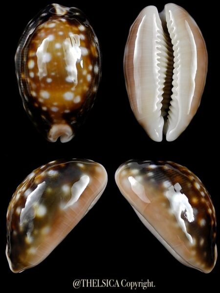 Lyncina vitellus orcina 33,8 mm Gem-0
