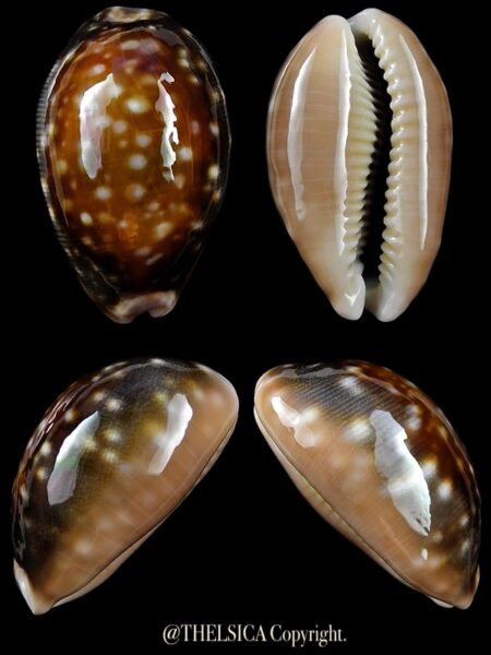Lyncina vitellus orcina 35,3 mm Gem-0