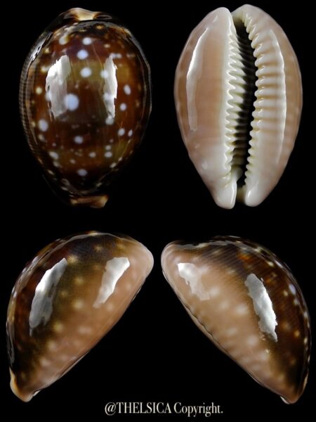 Lyncina vitellus orcina 40,8 mm Gem-0