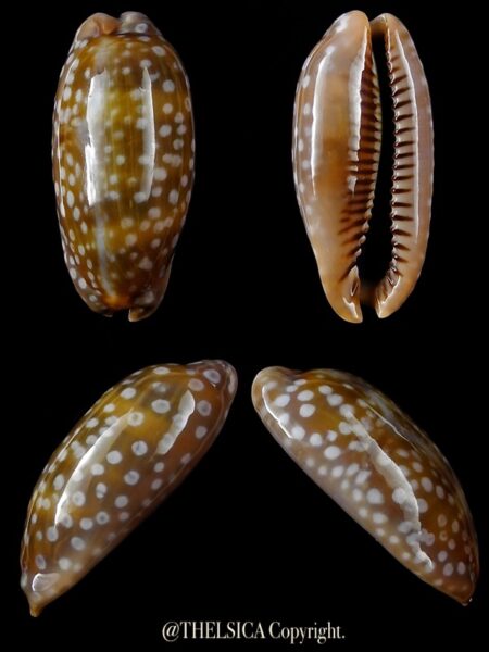 Maerocypraea cervinetta "DWARF" 33,8 mm Gem-0
