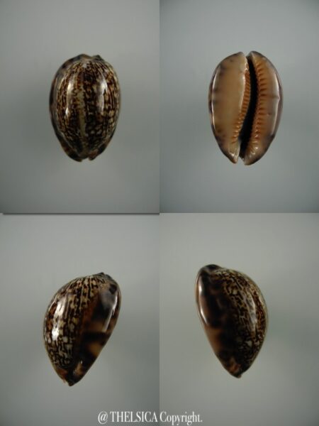 Mauritia arabica asiatica ..DWARF.... 31,7 mm Gem-0