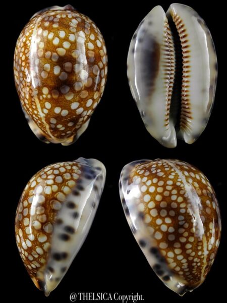 Mauritia histrio westralis 59,7 mm Gem-0