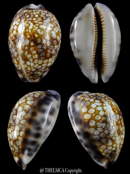 Mauritia histrio westralis 61,6 mm F+++/Gem-0