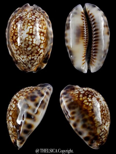 Mauritia maculifera scindata..DWARF.. 36,9 mm Gem-0