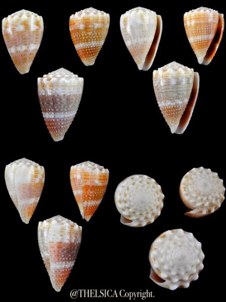 Miliariconus miliaris miliaris 27,8 / 31,3 / 34,1 mm Gem-0