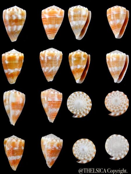 Miliariconus miliaris miliaris 28,1 / 26,4 / 26,6 / 25,4 mm Gem-0