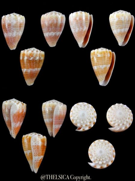 Miliariconus miliaris miliaris 31 / 29,5 / 31,4 mm Gem-0