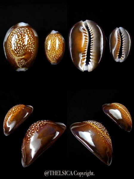 Monetaria caputdraconis caputdraconis 22,1 / 31,4 mm Gem-0