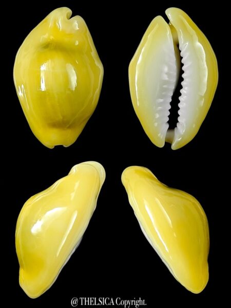 Monetaria moneta...Rostrate... 27,6 mm Gem-0