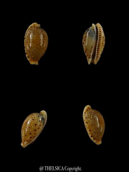 Naria beckii 12,9 mm Gem-0