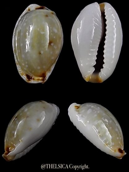 Naria labrolineata helenae 12,8 mm Gem-0