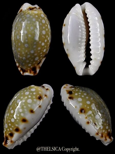 Naria labrolineata helenae 13,9 mm Gem-0