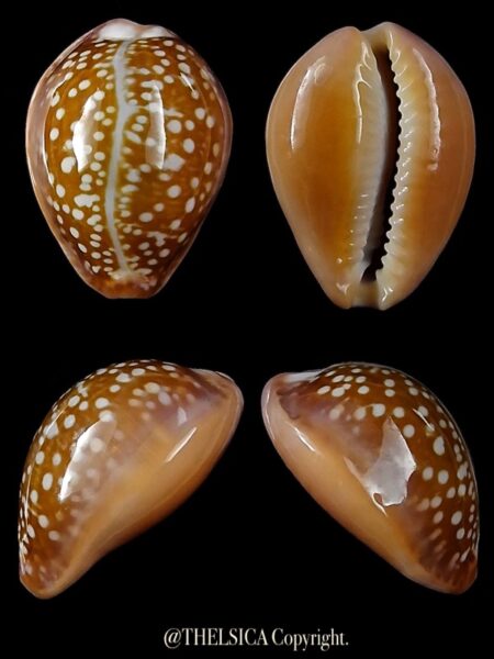 Naria englerti 19,8 mm Gem-0