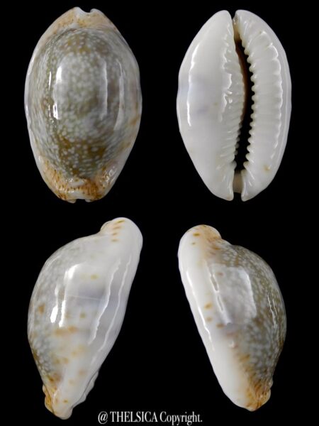Naria erosa chlorizans ..Rostrate... 36 mm Gem-0
