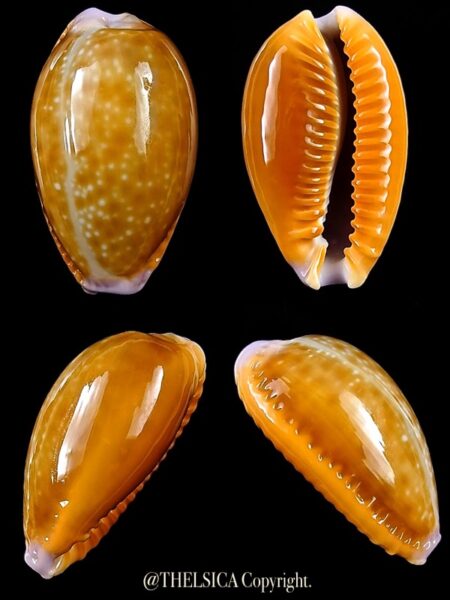 Naria helvola meridionalis 25,5 mm Gem-0