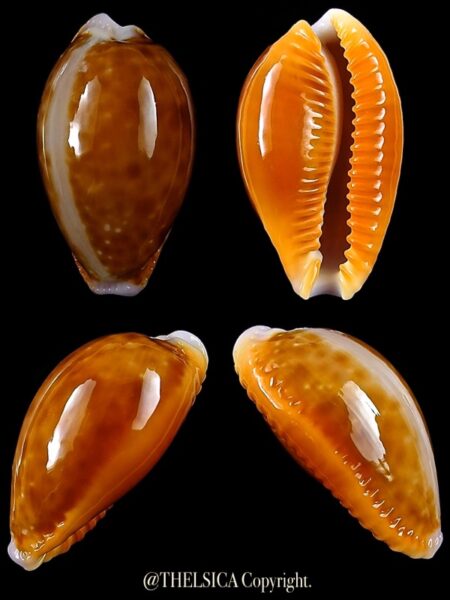 Naria helvola meridionalis 26,3 mm Gem-0
