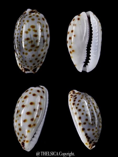 Naria irrorata 12,5 mm Gem-0